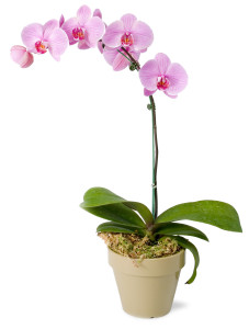 seminar-orchids-mahoney-garden-centers_9